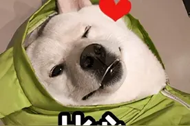 日本馋嘴柴犬入镜主人做的美食照片，把网友们都馋哭了图片