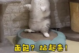 网红给小猫“面包”头戴臭屁包至其死亡图片