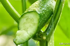 你吃过水果也吃过黄瓜，那你吃过水果黄瓜吗？图片