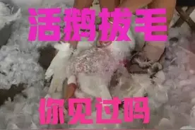 活鹅拔毛、种草养鹅，这些养鹅方式的确很赚钱，速来学图片