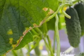 作物黄叶是缺什么肥？怎样解决作物黄叶？这些种植技术一定要知道图片