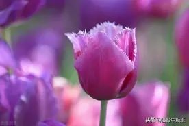 手机拍花技巧：一步一步地教你，一共4步，摄影新手一学就会图片