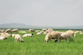 锡林郭勒盟肉羊产业发展的问题及对策分析图片