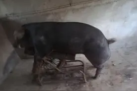 公猪人工授精操作图片