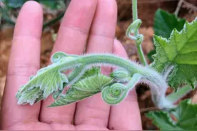 南瓜藤也叫盘肠草，以前没人要，现在很多人瓜都不要，就想吃藤图片