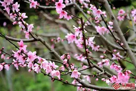 浦城：三月桃花朵朵开图片