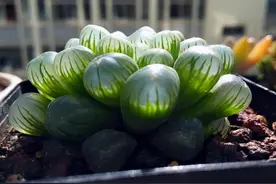 4种多肉植物不能暴晒，否则晒一盆死一盆图片