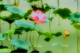 乡村荷塘荷花尽情开放，如梦如幻图片