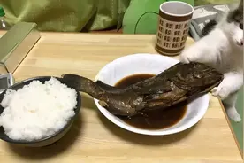 养猫之后，吃饭竟然变成了一件难事？图片