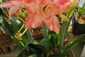 怎么养好朱顶红？从选种到育苗开花，一步都不能做错图片