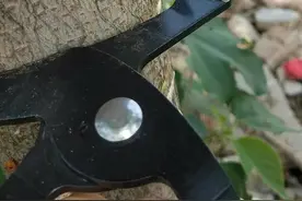 果树保果一定要环割吗？操作正确能保果，不然杀敌一万自损三千！图片