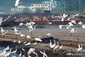 中国农业生态失衡的恶果已经显现图片