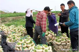 亩产7000斤，常被误认成萝卜，过去是充饥粮，如今成我国出口名蔬图片