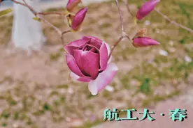 赏春 | 春色满校园，青春正当时图片