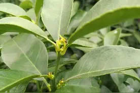 柑橘开始陆续现花芽，清园用药特别要注意图片
