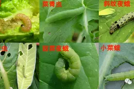 将便宜的高效氯氟氰菊酯用好，就是好药，不挑虫蚜虫木虱蝶蛾都杀图片