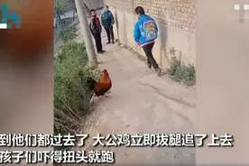 男童上学路上遭公鸡“堵截”，狼狈逃跑逗乐网友：同一个童年图片