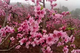 三月桃花芬芳开图片