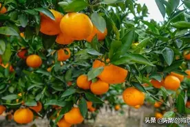 “江南桔乡”在哪里？图片