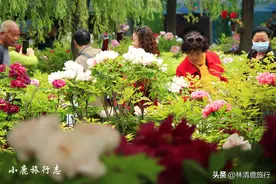 四月的洛阳火遍全国，酒店、景区人满为患，物价却总被吐槽图片