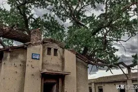 在农村，有什么办法可以让树自然死掉？图片