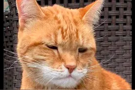 猫咪的脸被蜜蜂叮肿了，它还一副很倔强的表情：我不服气图片
