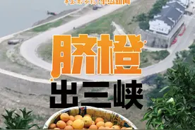 小橙子成就大产业！四季鲜橙出三峡进青岛，记者探访甜蜜的事业图片