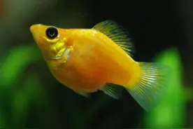 观赏鱼颜色变浅不一定生病，跟鱼缸环境有关，鱼类也是水中变色龙图片