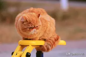 手把手教你猫咪减肥，4个月还你一只健美猫图片