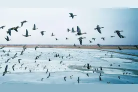 迟子建：当你与世界的痛苦感同身受图片