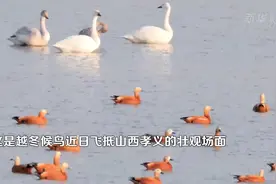 （视频）@太原人！山西迎来大批迁徙候鸟，天鹅、赤麻鸭、红嘴鸥、白鹭…都来了图片