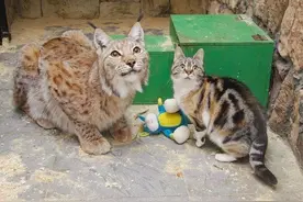 流浪猫进动物园觅食，和山猫大哥相遇从此一生无忧图片