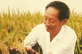 过去百年，四次诺贝尔和平奖与粮食有关！为何袁隆平却拿不到图片