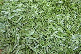 四川是数一数二的产茶大省，为何很多人一听到川茶，就摇头叹息？图片