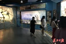武汉海昌极地海洋世界北极狼形单影只，回应：将再引入两只图片