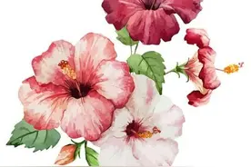 每日一花（扶桑花）图片