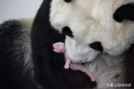 体重0.2克，哺乳物种最小幼崽仅米粒大小，需放大镜才能看清脸图片