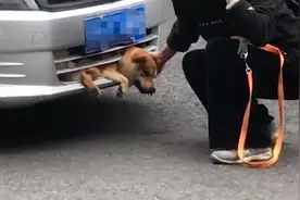 全责！昆明一宠物狗被撞进出租车保险杠，警方介绍事发经过图片