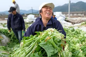 浙江宁波鄞州咸祥镇：冬日的“咸齑迪斯科”图片