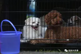 扩散！深圳所有犬只必须植入芯片，否则将视为无证养犬！但有人担心这个图片
