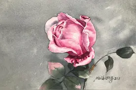 每日一画：一枝受伤的玫瑰图片