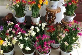 秋天养上2种“球根花”，春节期间就开放，花朵又鲜又美图片