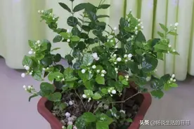 茉莉花的花期管理一共分三期，我们来详细的说一说图片