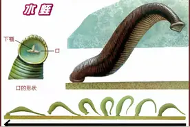 如果不小心吃进肚子，蚂蟥会在人体内长期存活吗？图片