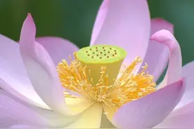 二十八年事件：谁会是最大输家？谁将是最大赢家？图片