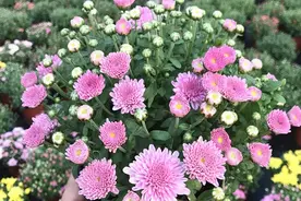 这种菊花不用修剪就能开成大花球，花苞超多，养护简单颜值高图片