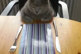 主人忘记给猫咪留食物，当他回家后，却收到一份大礼图片
