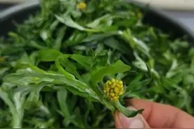 清明果（田艾篇1）图片
