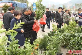 武夷山五夫“柴头会”苗木市场红火图片