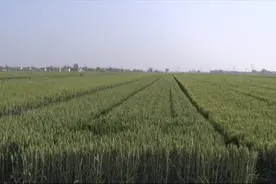 厉害了！植保直升机进农田 助力小麦丰产丰收图片